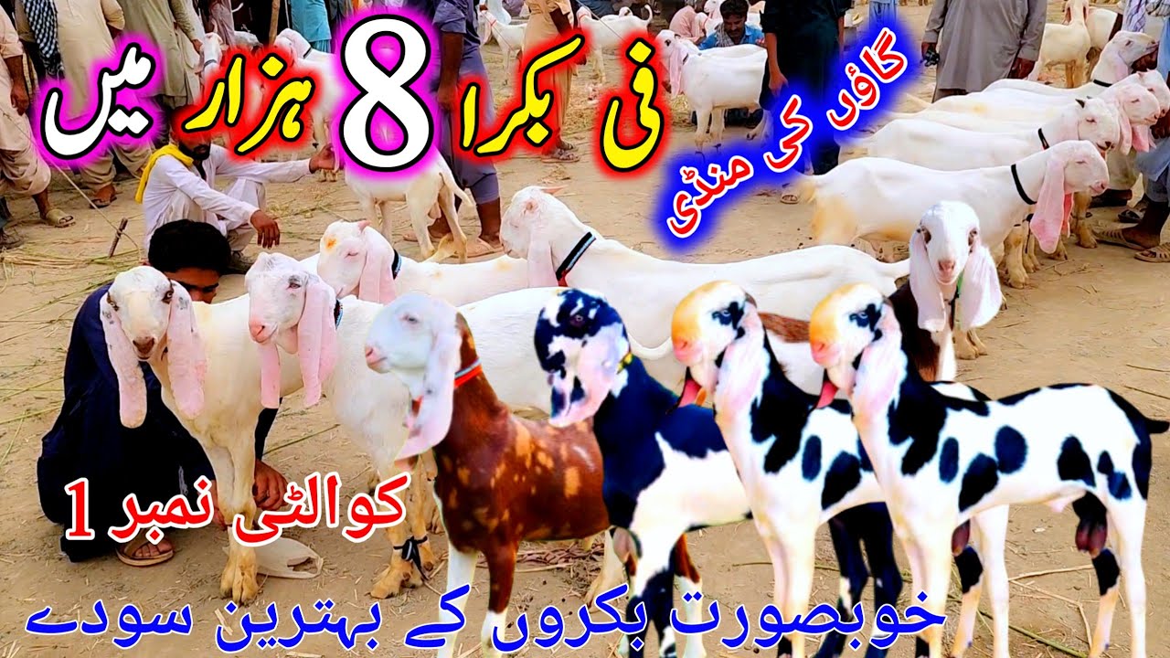گاؤں کی منڈی فی بکرا 8 ہزار روپے میں خریدیں December 29, 2025 ویڈیو حقیقت پر مبنی ہے 