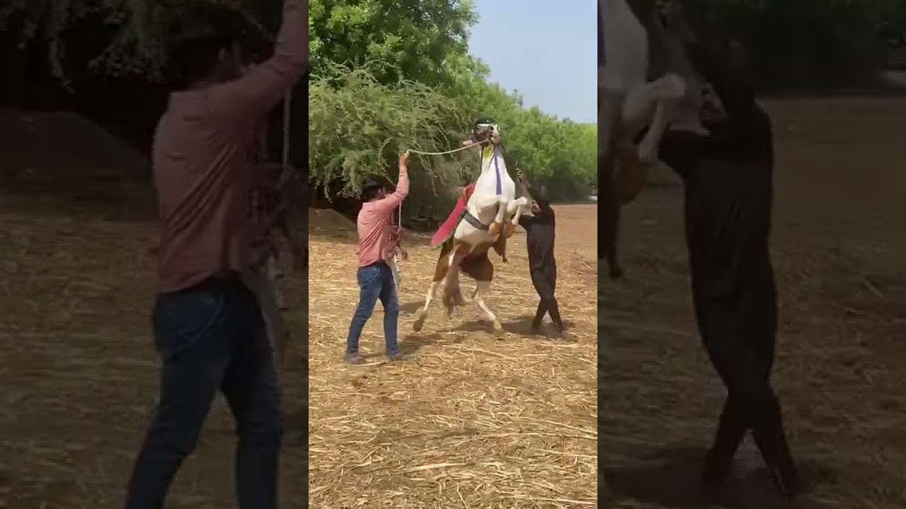 horse lover India #horselover #horse #kathiyawadi #video #horseracing #horoscope #horrorstories