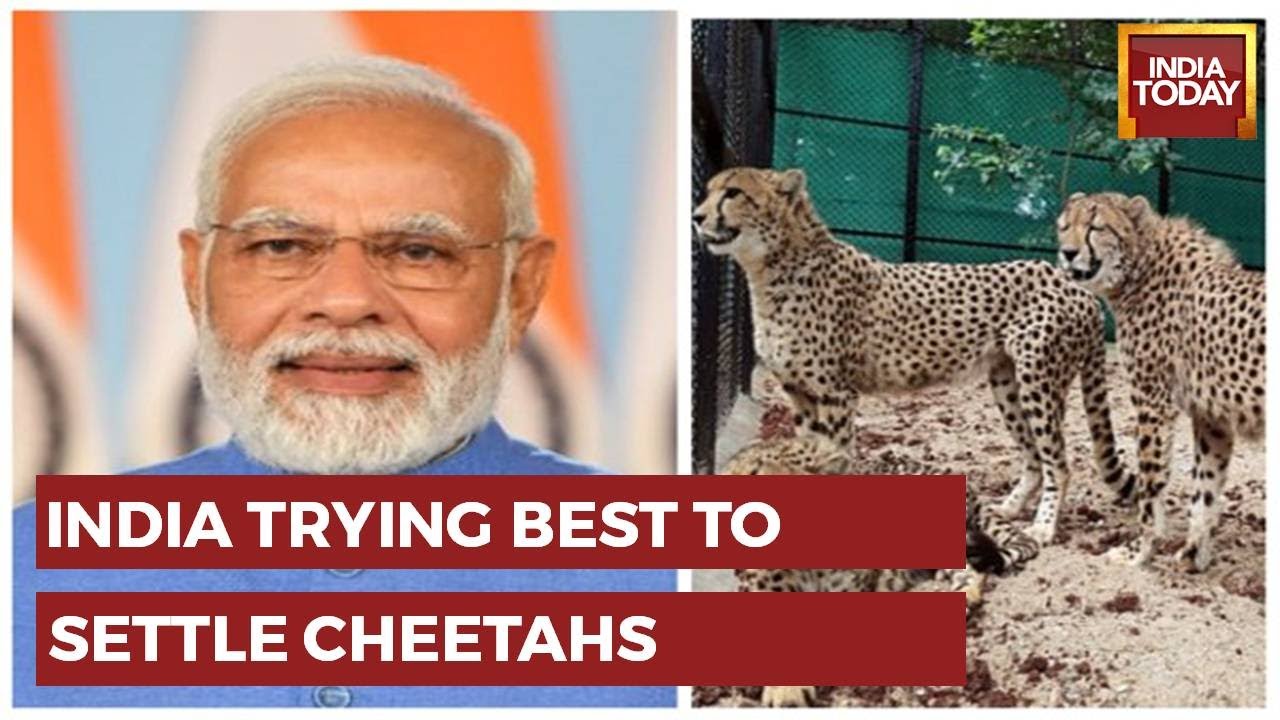 PM Modi Speech On Releasing Cheetahs: 'India Giving Message Economy, Ecology Not Conflicting Fields'