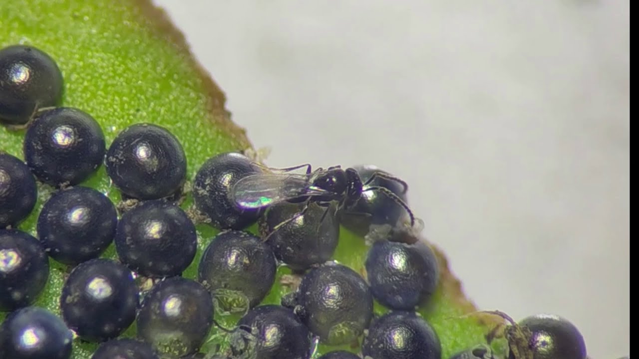 Telenomus spec female emerging from lepidoptera eggs and mating