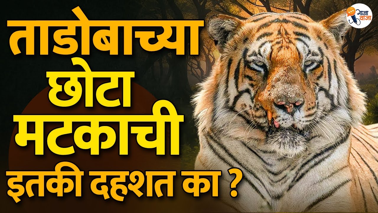 Chota Matka : The Most Dangerous Tiger in India | Gajawaja