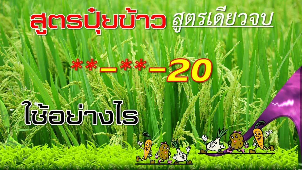 สูตรปุ๋ยสำหรับข้าว_(สูตรเดียวจบ)_สูตรไหนดี(ข้าว)