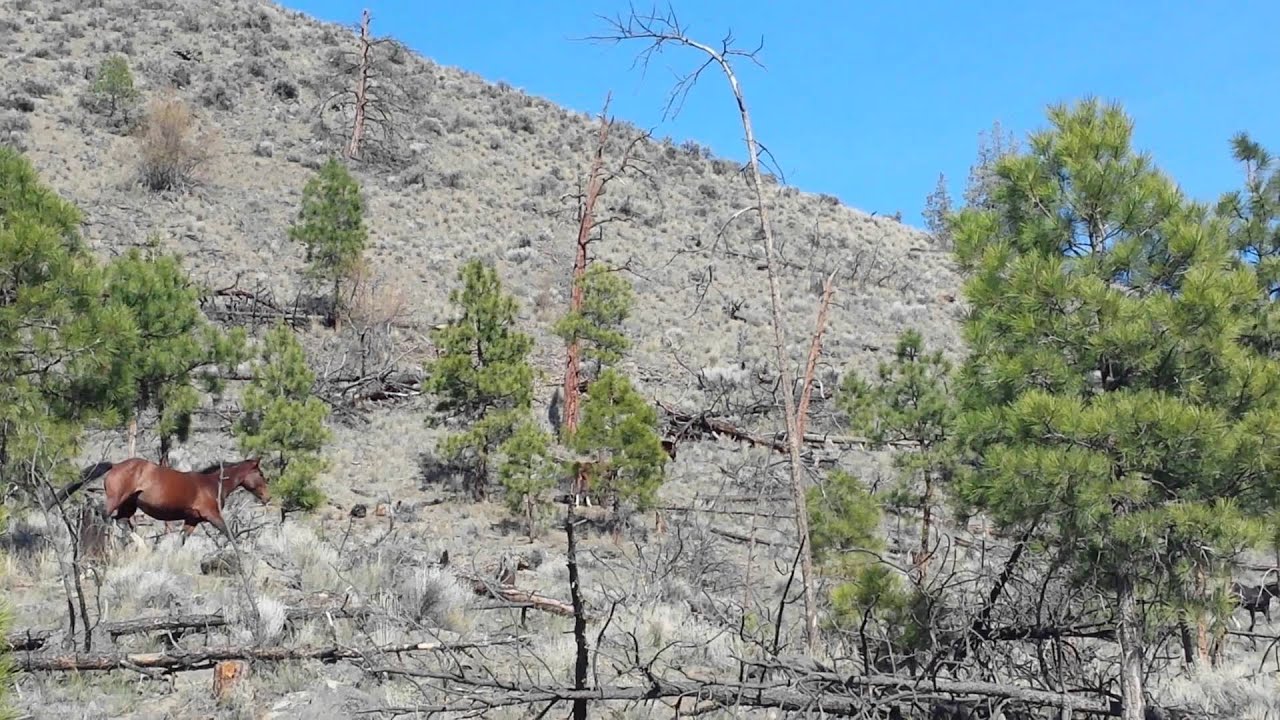 Wild Horses in Kamloops BC Canada