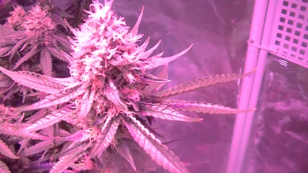 Hydroponic Update - OMG Bud! - 8x8 Flower Tent Day 41