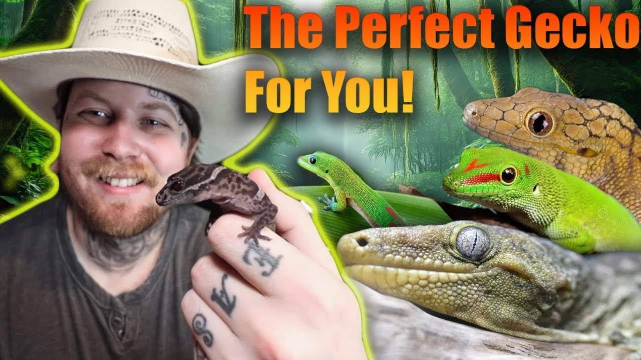 The Best Guide For Picking The Perfect Gecko For You!
