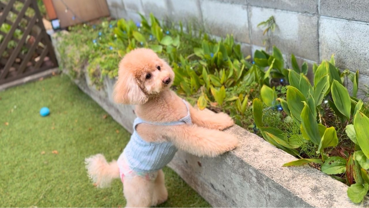 ヨダレやら鼻水やら垂らしながら喧嘩する兄弟がこちら【多頭飼い】