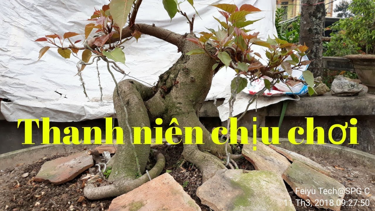 Bonsai HP - Xuất hiện một thanh niên rất trẻ chơi cây cảnh, dàn phôi chất