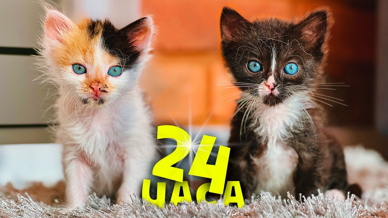 24 часа с новорожденными котятами и нашими домашними животными / SANI vlog
