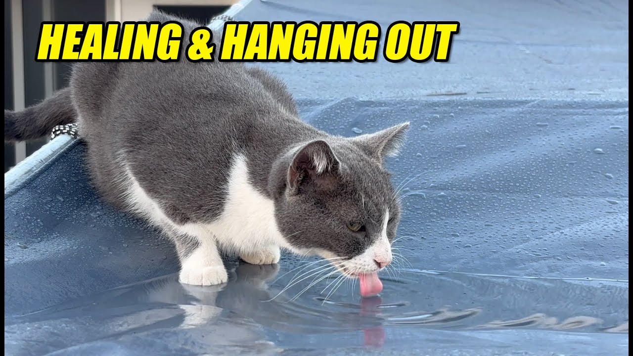 Life With Our Cat Family — Sailor Moon Update & Cozy Moments