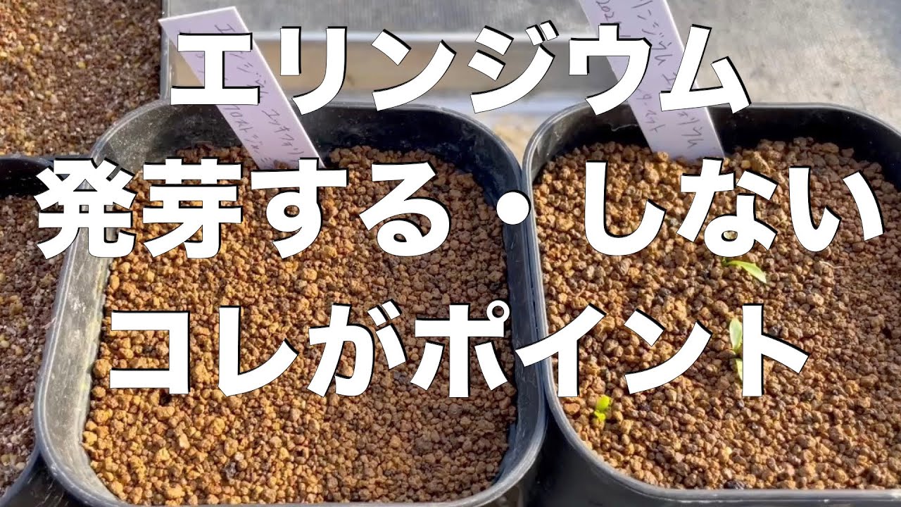 エリンジウムの発芽ポイントわかっちゃったので解説します！