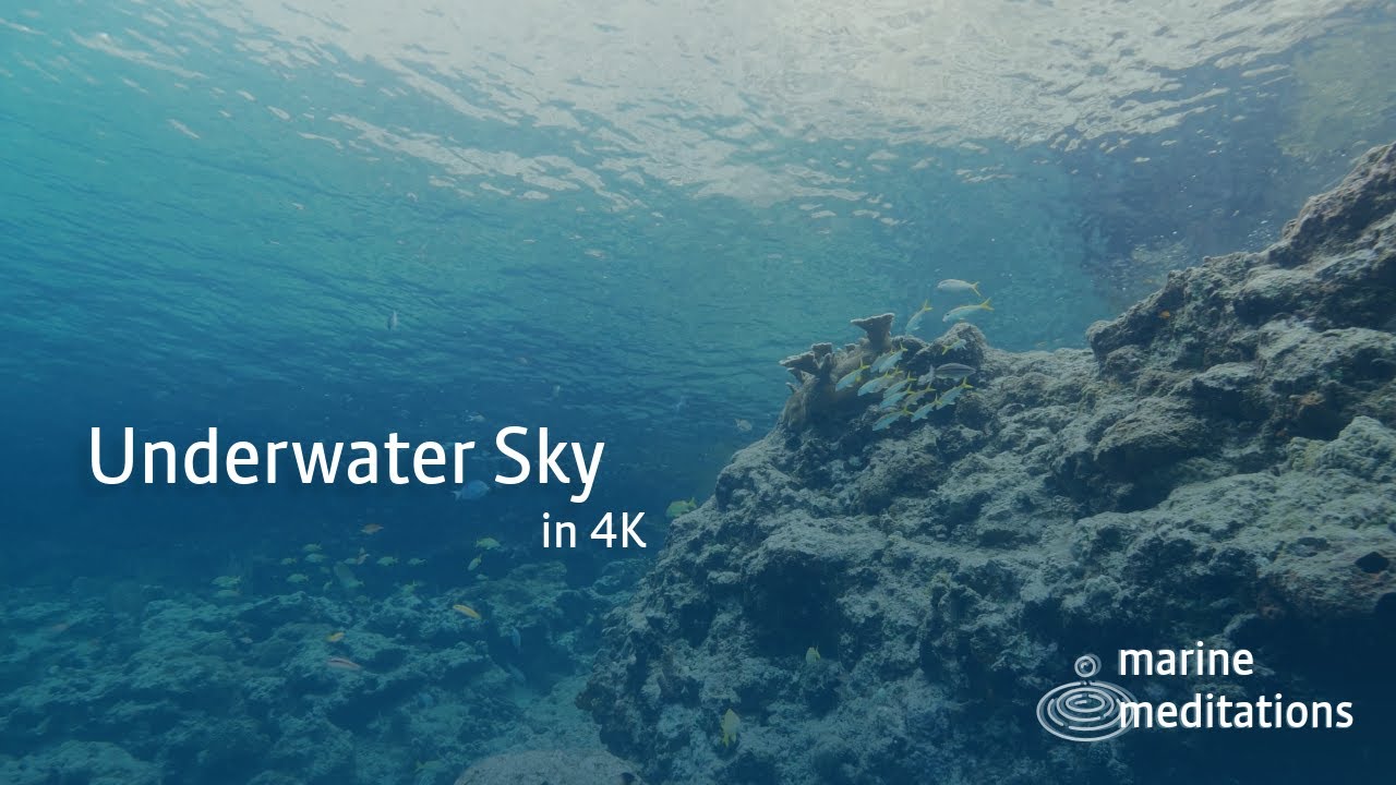 What Is The Sky For Fish? Relaxing Natural Shallow Reef for Finding Your Calm and Gently Observation