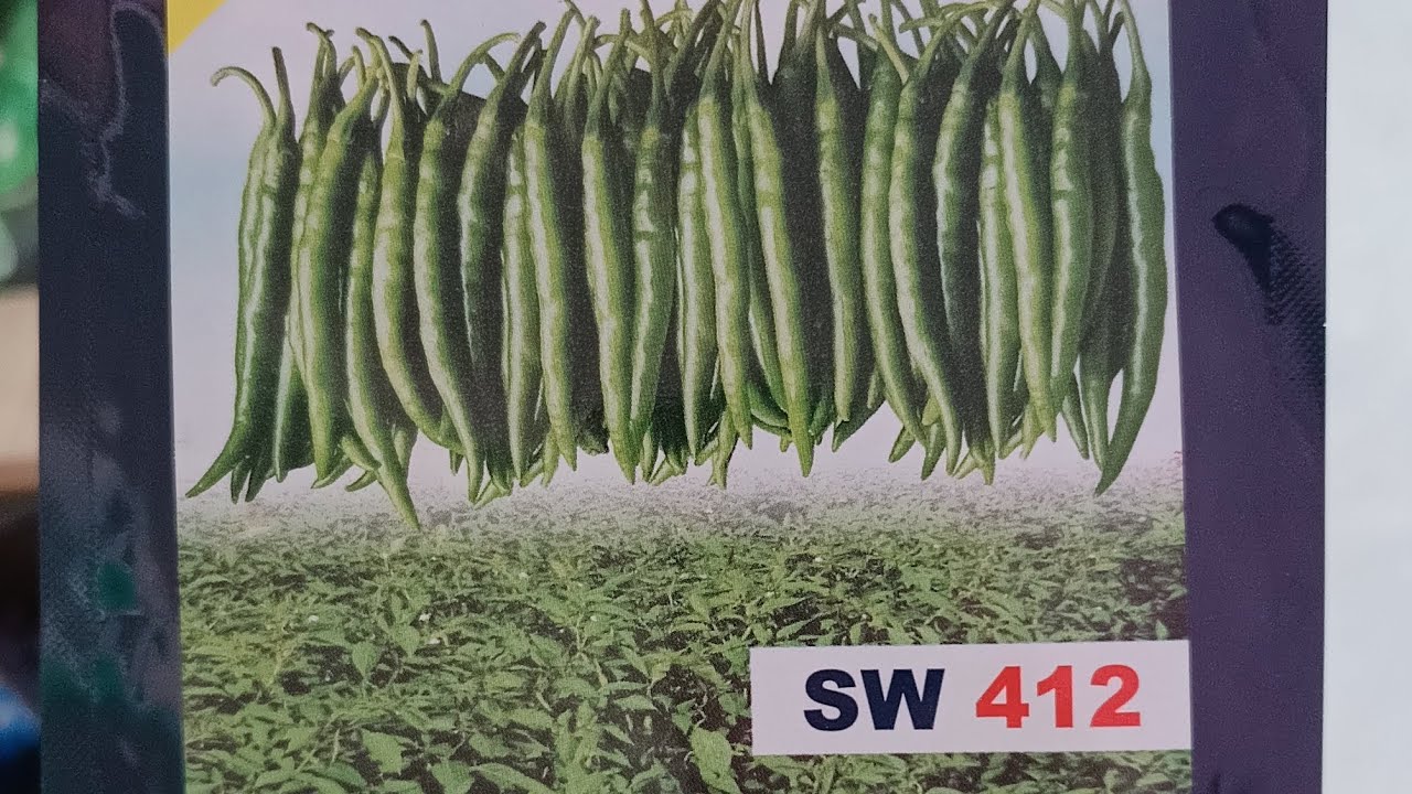 पतले मिर्च की बेहतरीन वैरायटी US 412 #Hybrid chilli variety