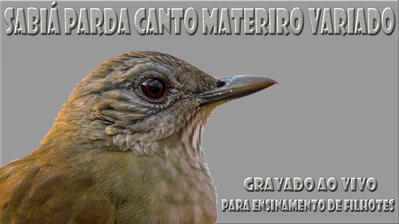 Sabiá parda canto variado gravada ao vivo para ensinamento de filhotes!