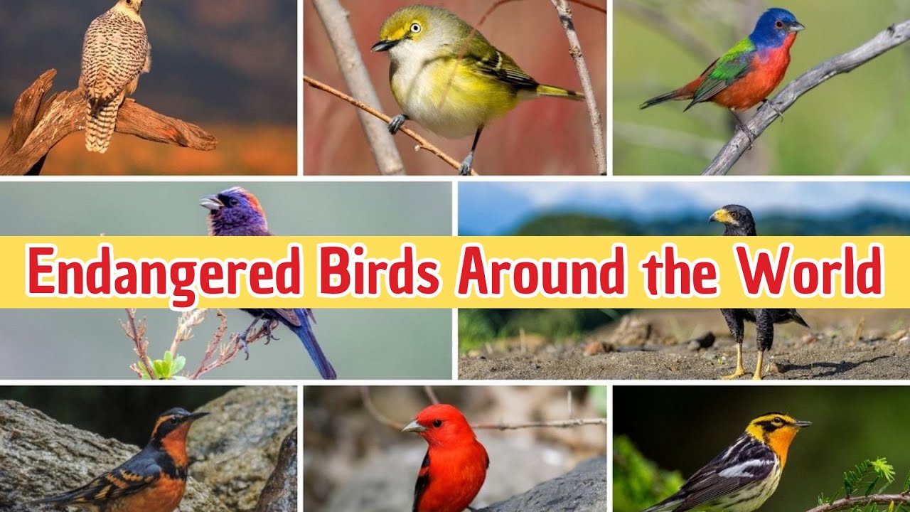 Endangered Birds | Endangered Birds Around the World | Fun Wildlife Lesson for Primary Kids