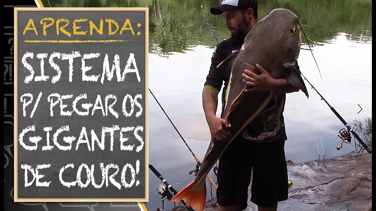 SISTEMA PRA PEGAR OS GIGANTES DE COURO!!! (APRENDA)