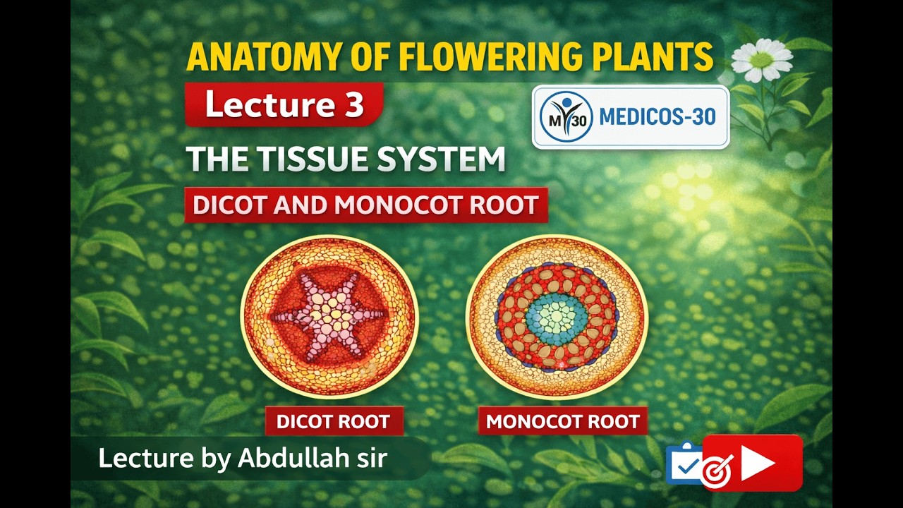 L - 3| ANATOMY OF FLOWERING PLANTS | THE TISSUE SYSTEM | DICOT AND MONCOT ROOT |