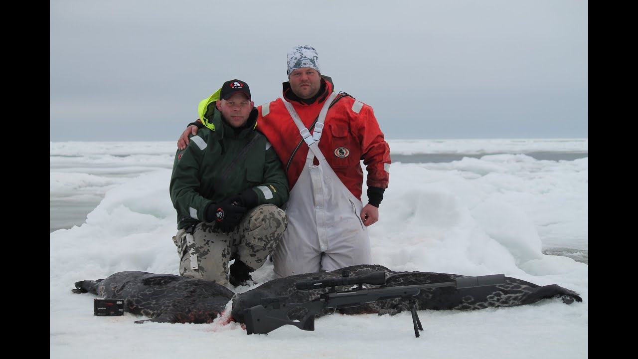 Hylkeen mets&auml;stys / Seal hunting