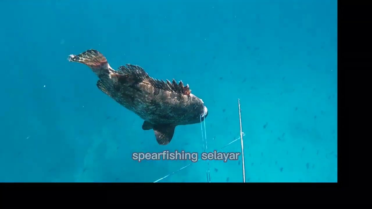 Jeckpot Grouper, sunu kerapu Tiger