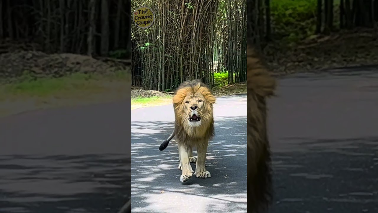 Lion rrrrrrrrroaring- Bannerghatta National park #wildlife #travel
