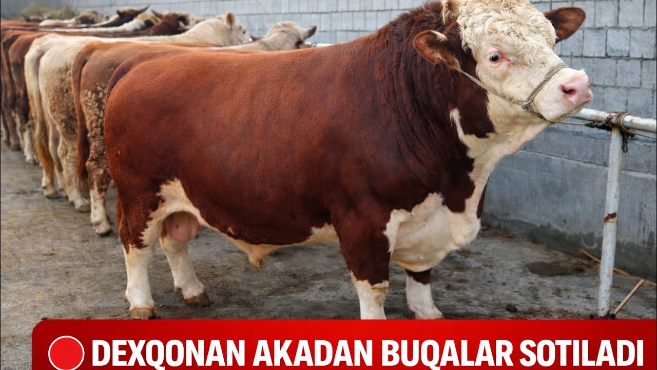 DEXQON AKADAN ZODLI BUQALAR SOTILADI✅✅✅7 марта 2026 г.