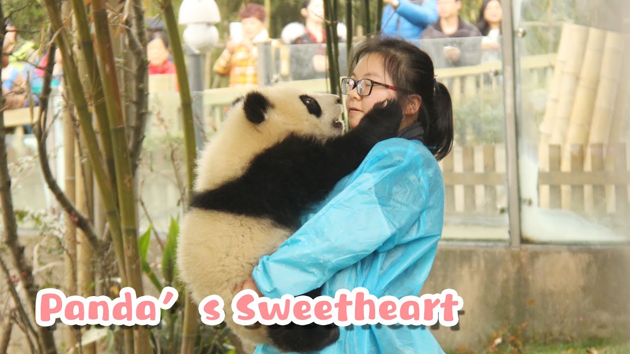 You Are The Apple Of Panda’s Eyes | iPanda