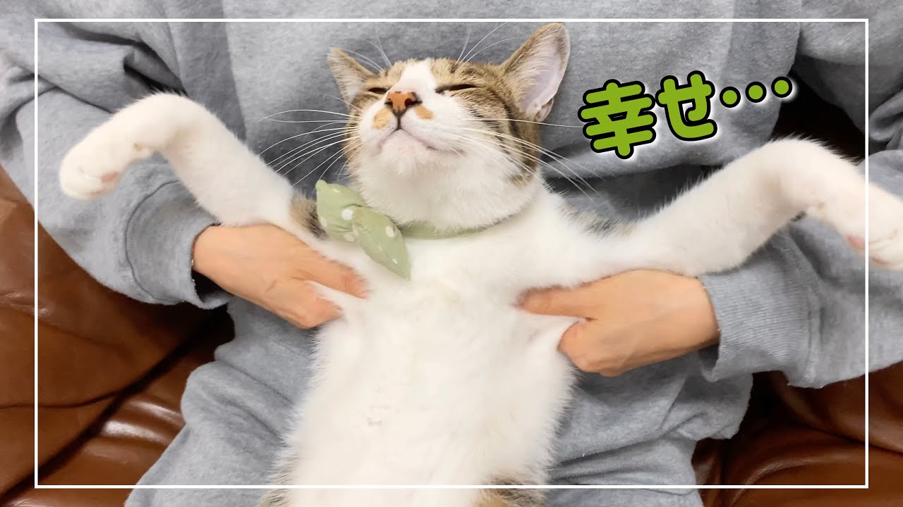 猫にマッサージをフルコースしたらこうなりました。笑【4K猫動画】