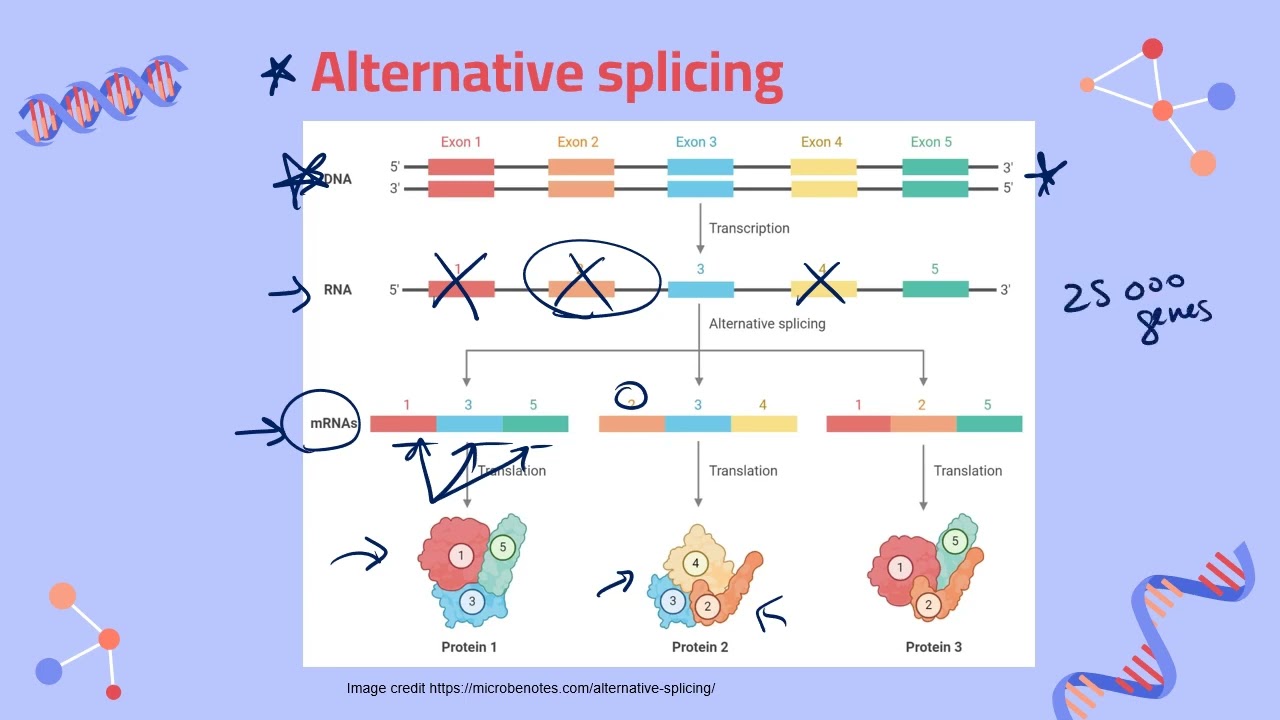 IB Biology D1.2 Protein synthesis - AHL