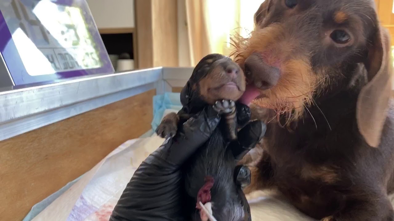 Die H‘s - eine ruhige Geburt - The H Litter being born