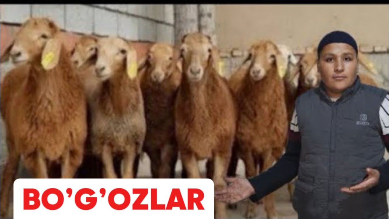 DONIYORBEKGA YANGI PARTIYA KELDI SHOSHLING ARASHAN VA EGIZLAR