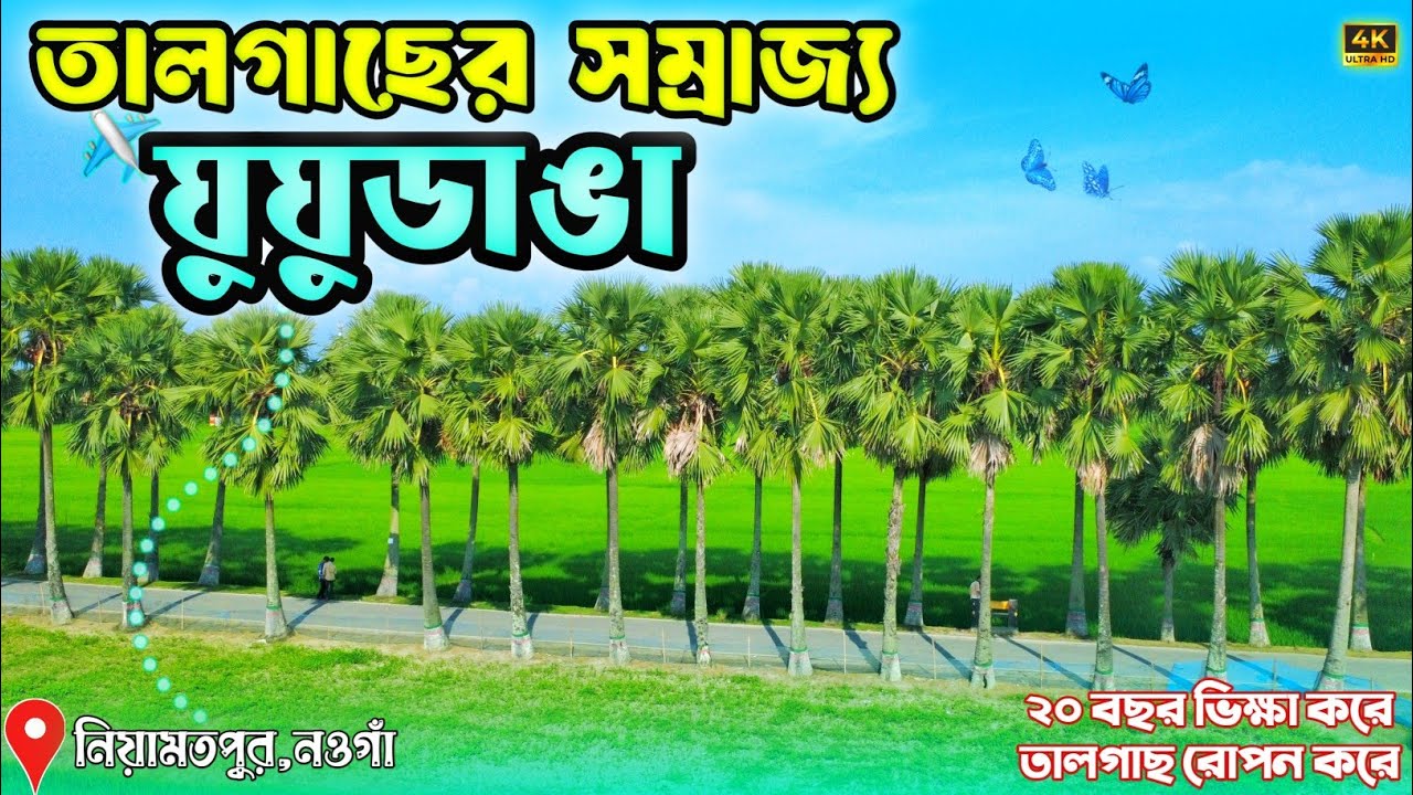 তালগাছের রাজ্য ঘুঘুডাঙা || নিয়ামতপুর,নওগাঁ || Palm Tree Road in Ghughudanga