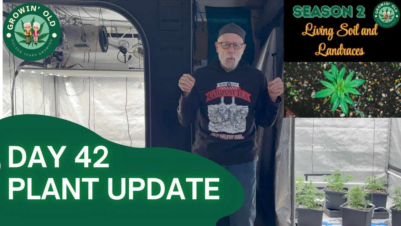 Проверка роста на 42-й день | Балх против Дурбан Пойзон