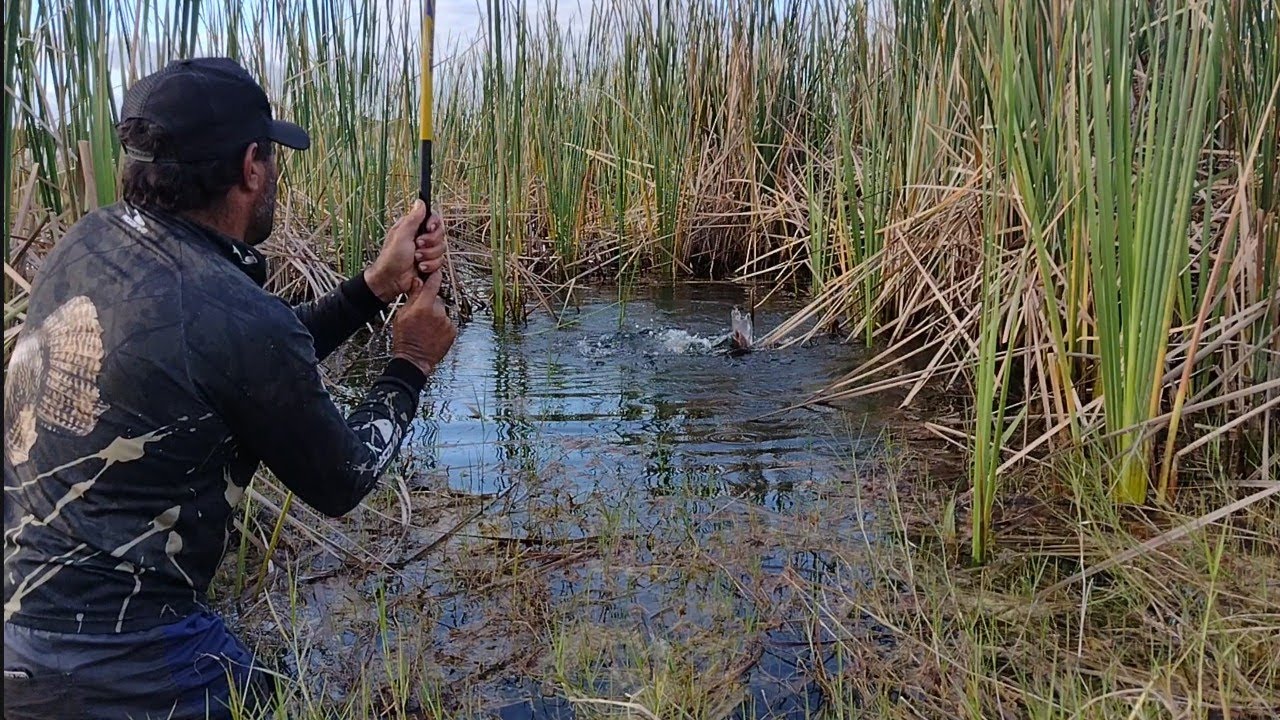 TODOS FALAM QUE S&Oacute; EU  PEGO PEIXE BRUTO AQUI, SER&Aacute; TEM UM SEGREDO?