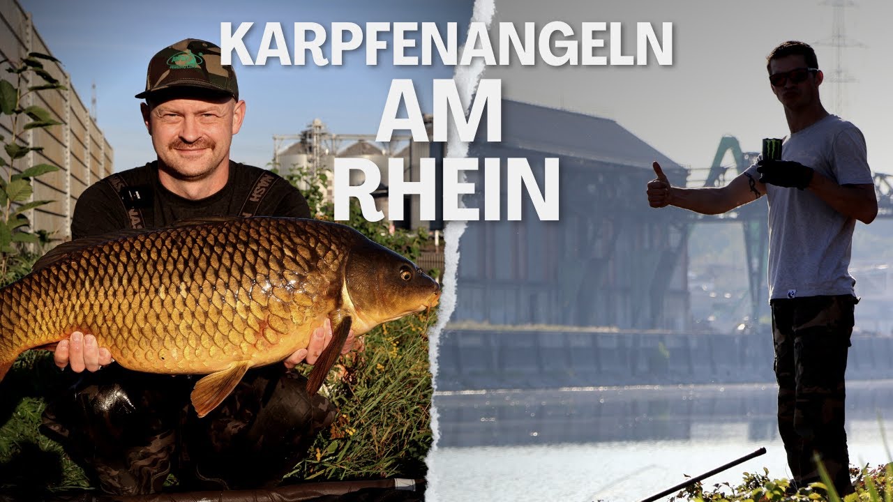 Karpfenangeln am Rhein - fangen wir Karpfen oder Wels? 🤷