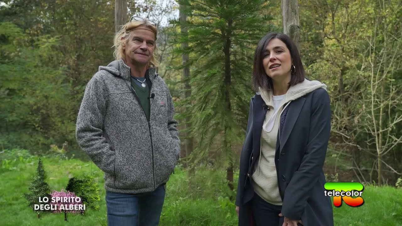 Lo Spirito degli alberi: metasequoia, tassi e ginkgo biloba 10.12.2021