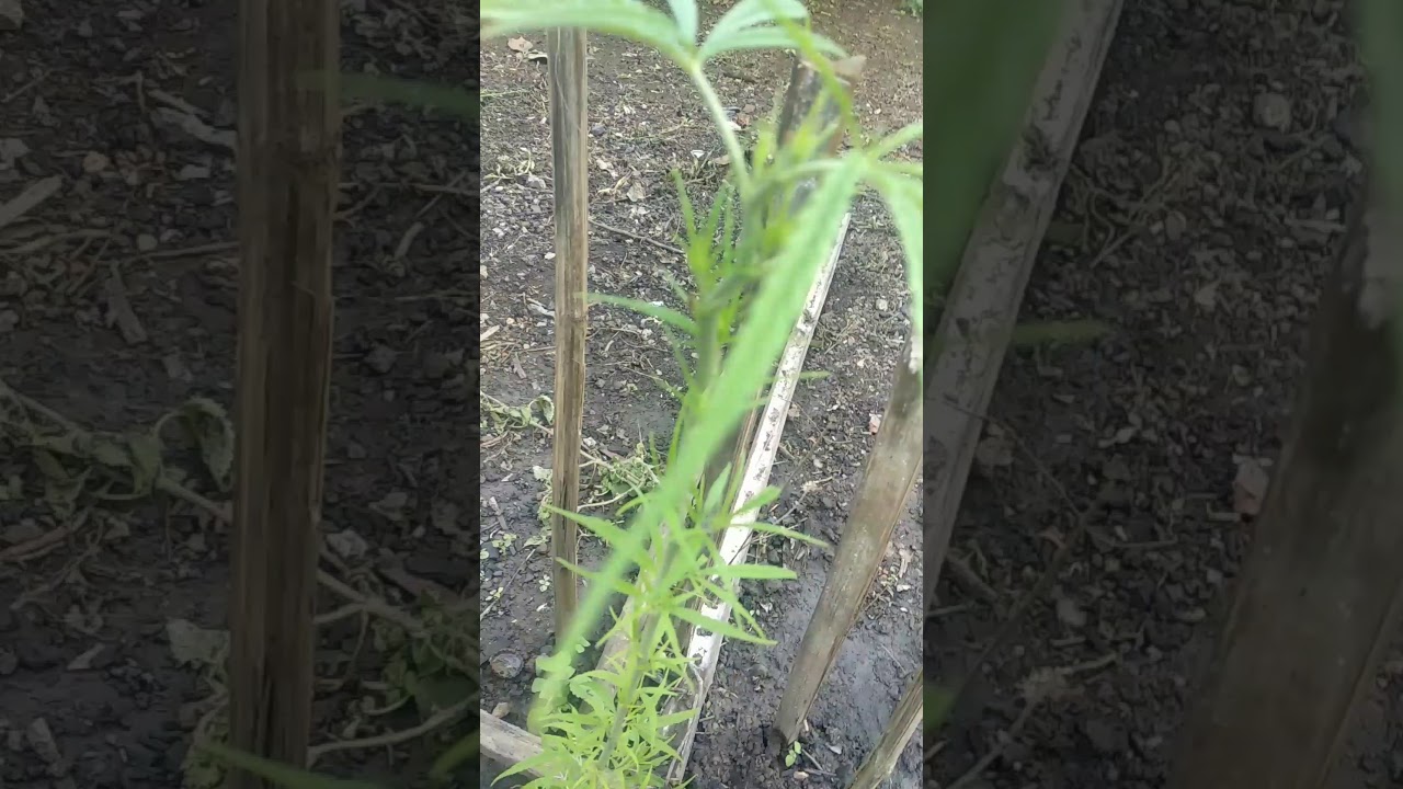 Natural outdoor weed plant