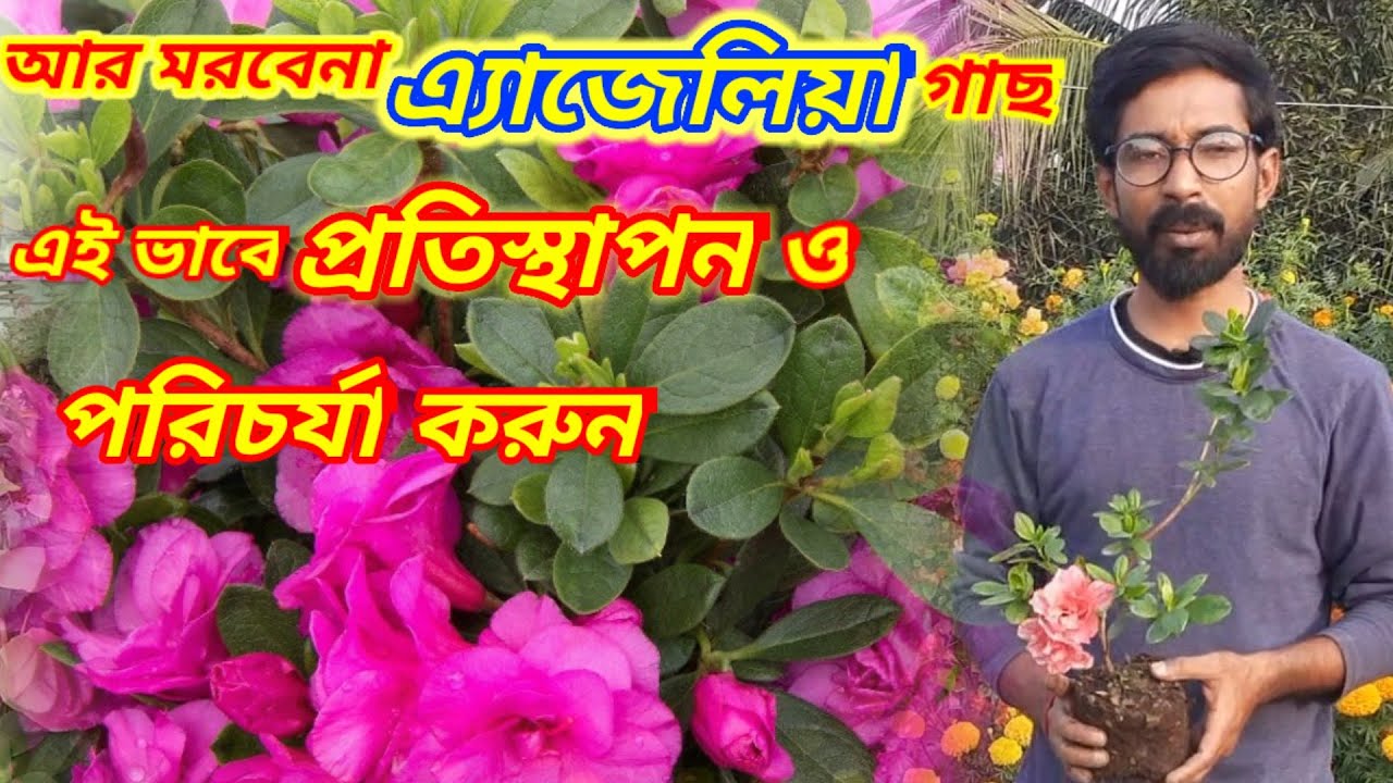 আপনার বাগানের এ্যাজেলিয়া মরবে না এইভাবে প্রতিস্থাপন ও পরিচর্যা করুন/ Azalea plant care/Azalea plant