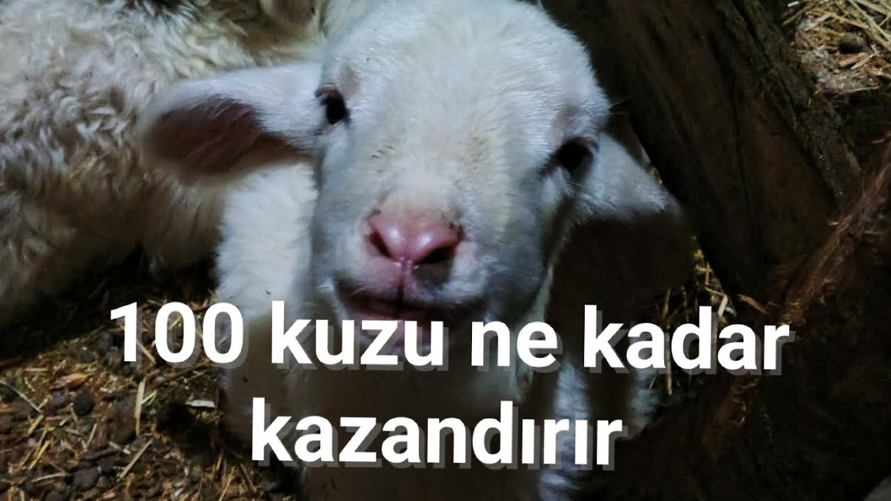 100 BESİ KUZUSU KAZANCINI HESAPLIYORUM 📌.    #hayvancılık #küçükbaş #köyhayatı #kuzu 