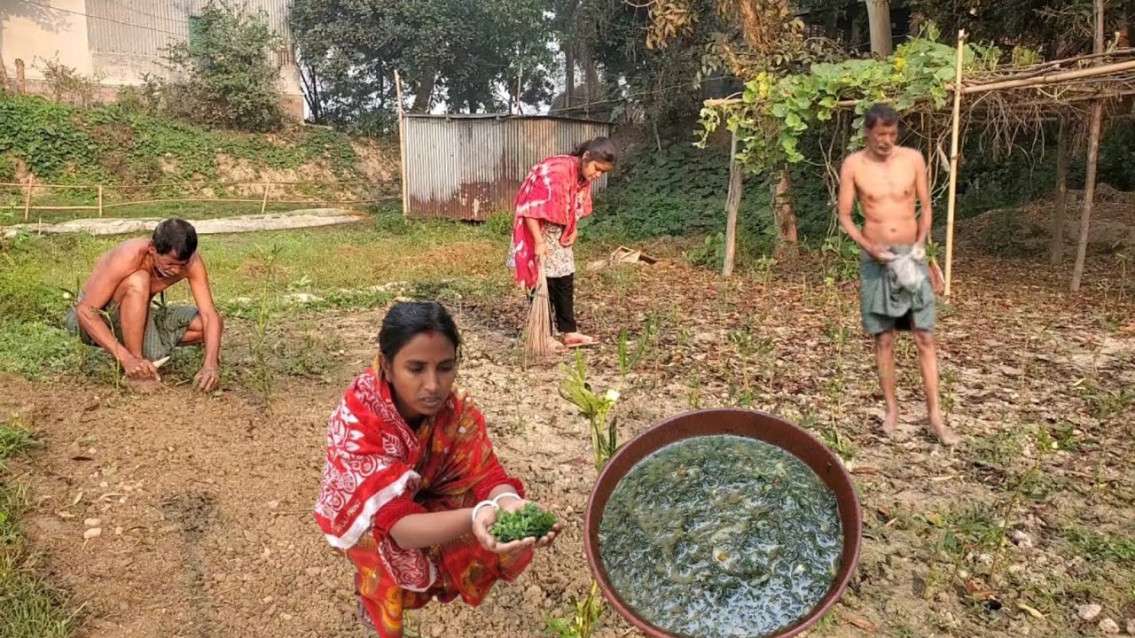 বাবার আর আমি মিলে সকাল বেলায় পালানে কি রোপণ করলাম সাথে রান্না হলো ঝোল শাক।Village Vloger Nopur.