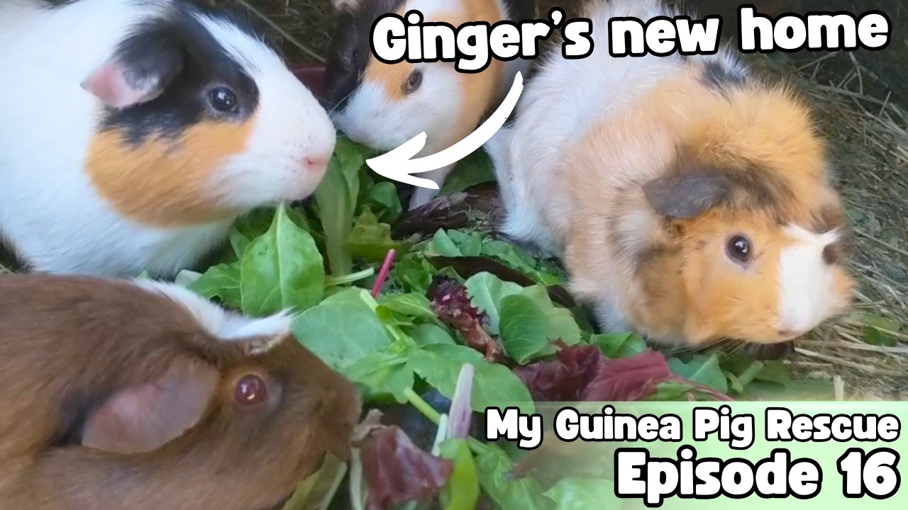 My Guinea Pig Gets Adopted 😭 My Guinea Pig Rescue - Episode 16
