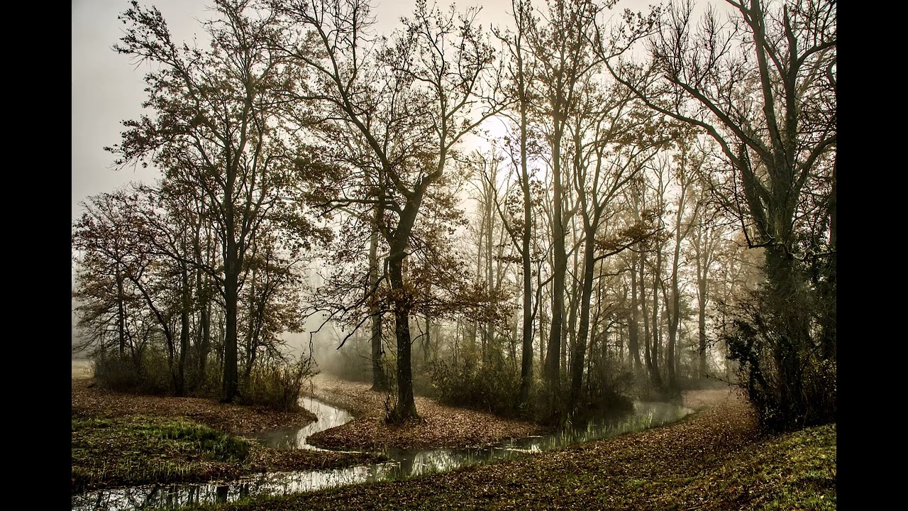 Birds and Forest River - (Wena’s Song)