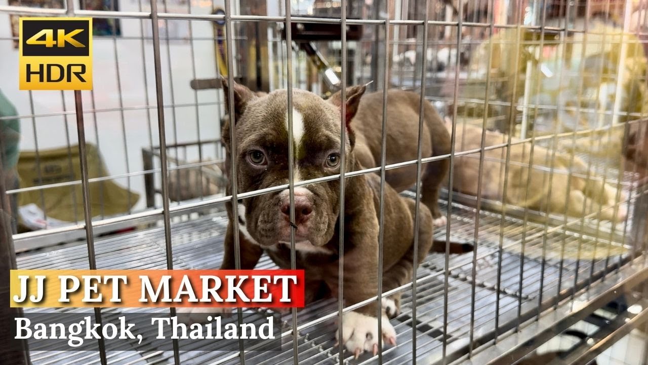 [BANGKOK] Chatuchak Pet Market 