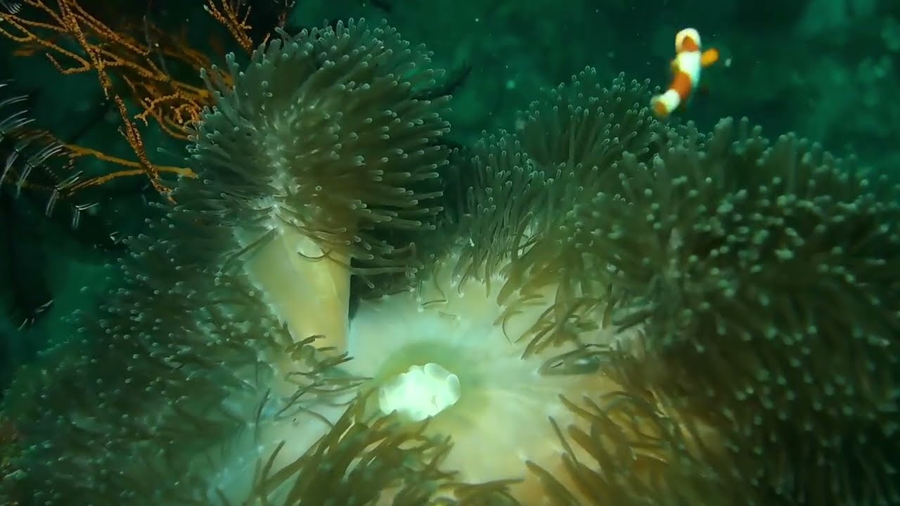 3 Hours Nemo's Reef Cam | Underwater Relaxation | Magical Aquarium Calm😍😀😍