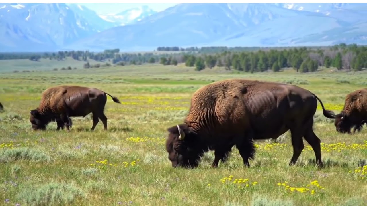 The Return of the American Bison 🦬 | 