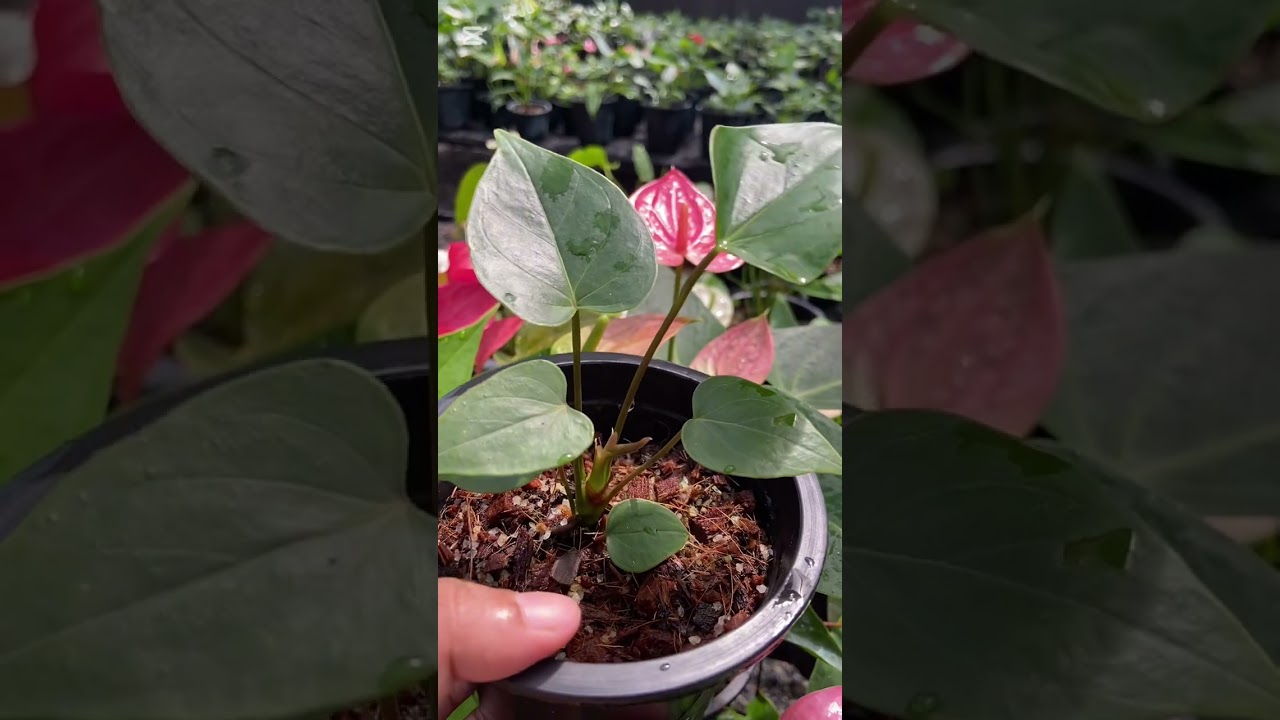 අදත් ලස්සන පැකේජ් 2ක් 🥰🥰✨0759784825✨#anthurium #plants #anthuriumplant 