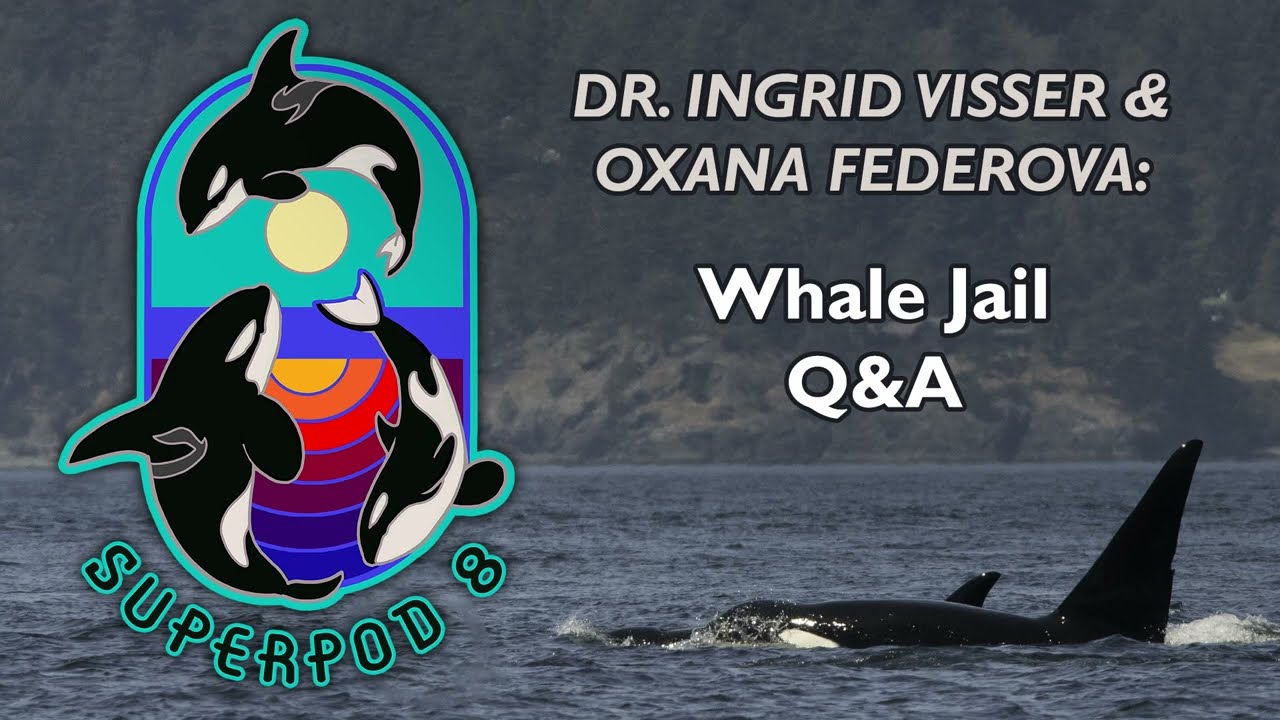 Superpod 8 - Whale Jail Q&A