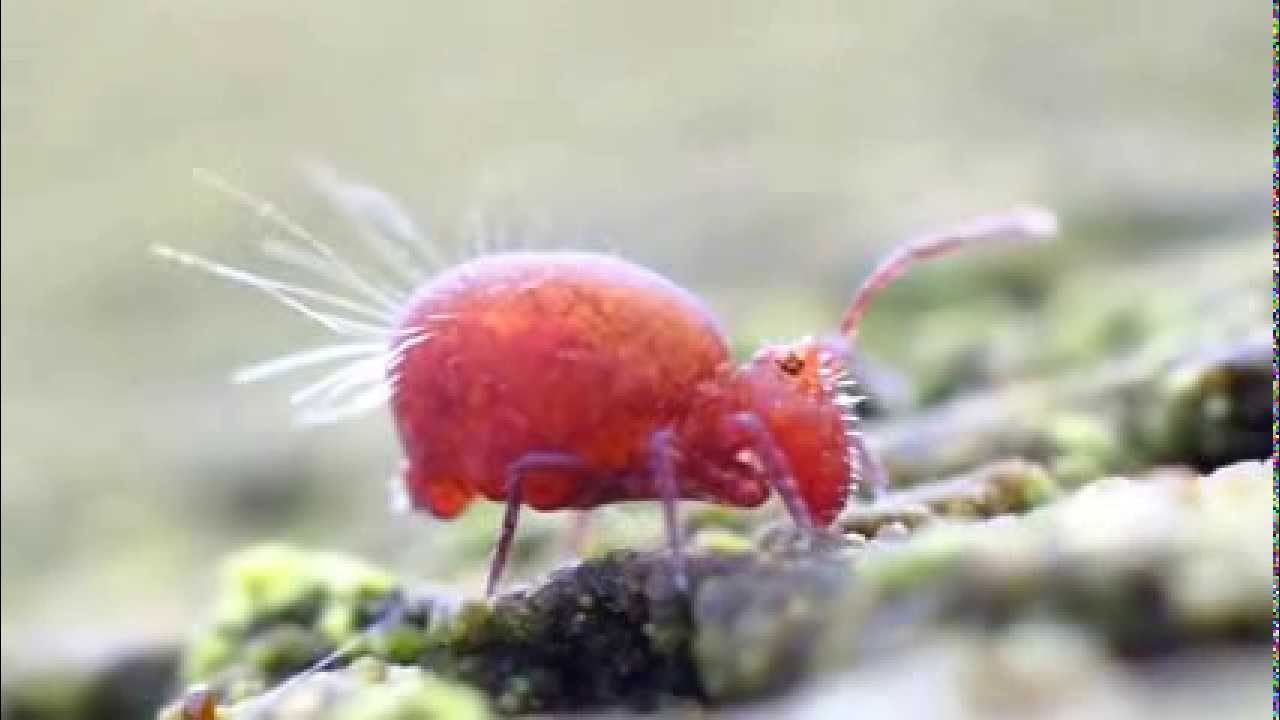 D&eacute;ploiement des v&eacute;sicules du collophore