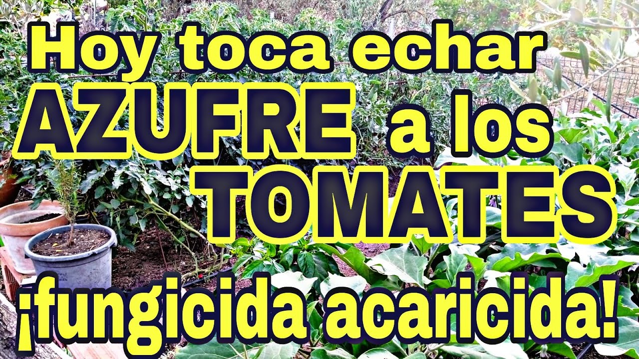 HOY TOCA ECHAR AZUFRE A LAS TOMATERAS : FUNGICIDA-ACARICIDA.