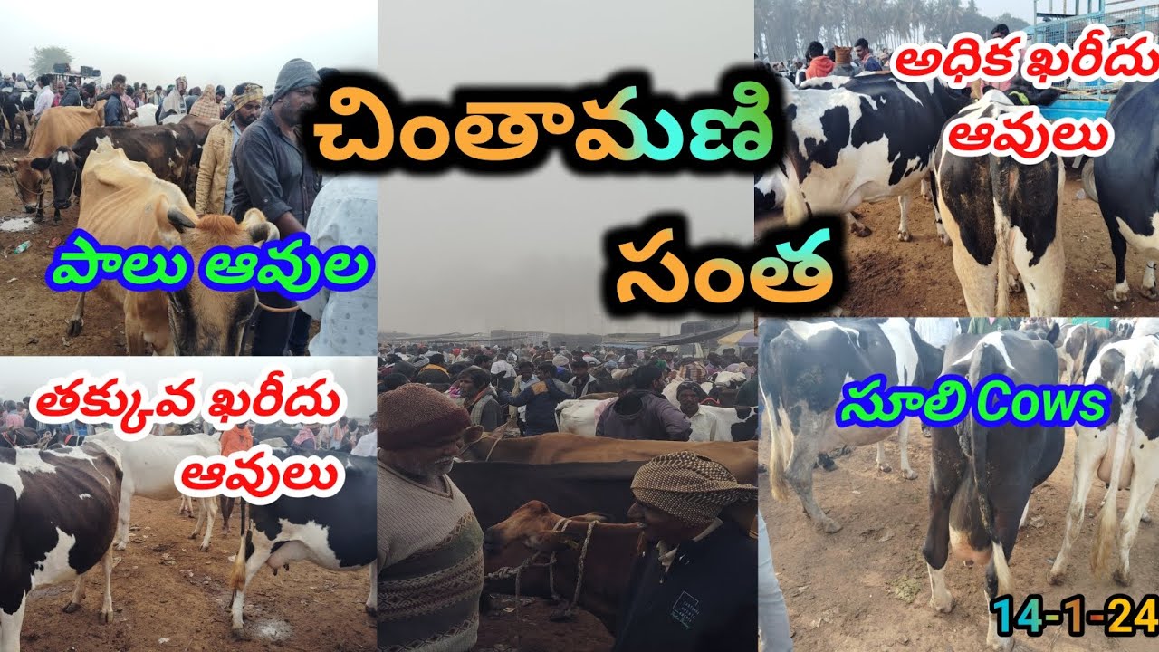 Chintamani Low & High Cost Cows | చింతామణి తక్కువ & అధిక ఖరీదు ఆవుల సంత | Mohan Crazy Vlogs