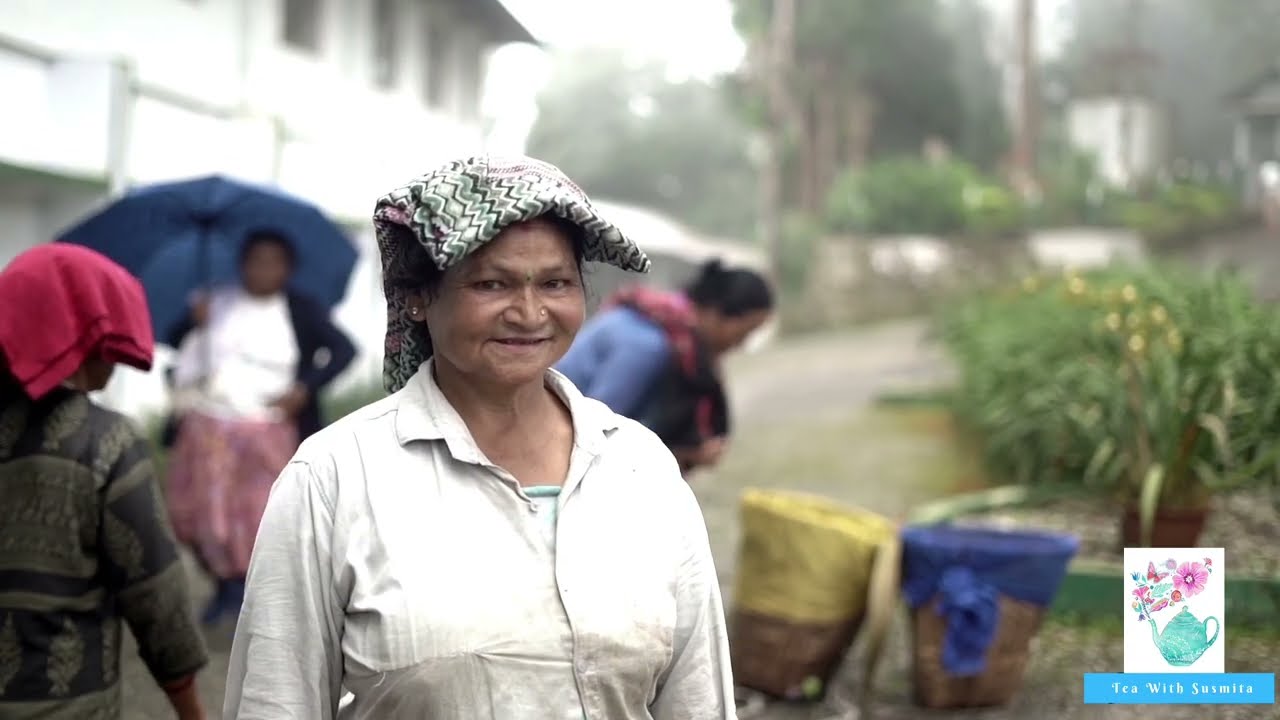 Tribute to Darjeeling Tea #teawithsusmita #darjeelingtea #tea #teatourism #teatrail #blacktea #india