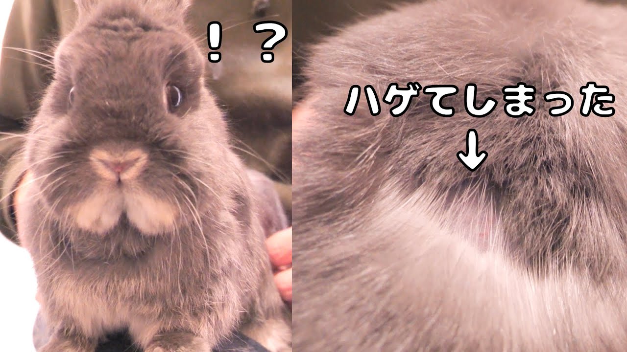ミミが換毛期なので念入りにブラッシングしたら背中が赤くハゲてしまいました【No.1595】